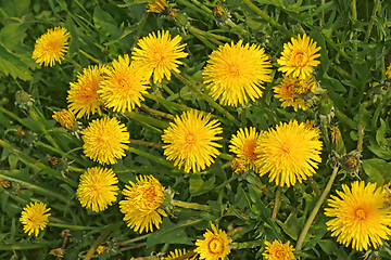 Image showing Flowering yellow dandelions