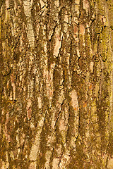 Image showing The bark of big old tree