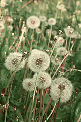 Image showing Many fluffy dandelions