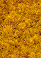 Image showing Marigold Flowers Abstract - an incamera multiple exposure. (12MP camera).