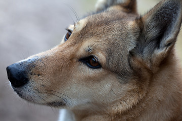 Image showing Portrait of a hunting dog