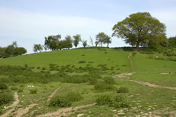 Image showing Summer meadow