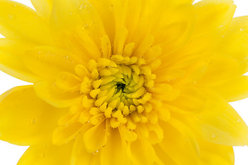 Image showing yellow chrysanthemum