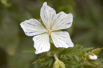 Image showing Geranium