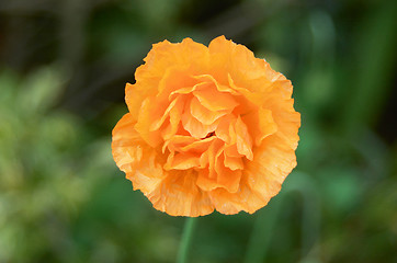 Image showing Orange poppy