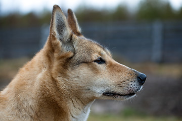 Image showing Portrait of a hunting dog