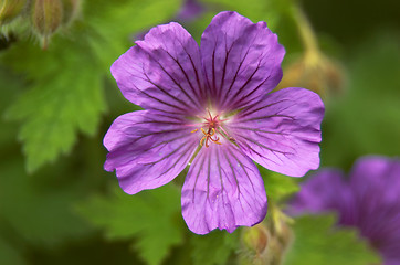 Image showing Geranium