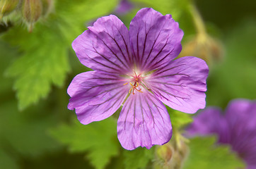 Image showing Geranium