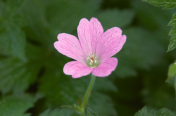 Image showing Gerainiums