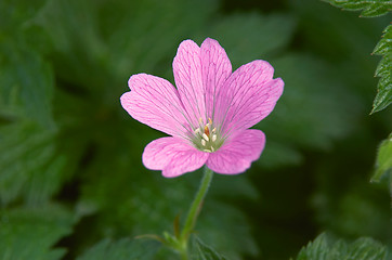 Image showing Gerainiums