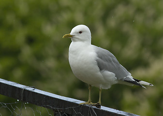Image showing Mew gull