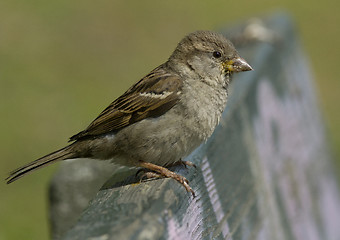 Image showing House sparrow