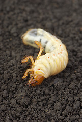 Image showing Cockchafer larva on the ground