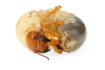 Image showing Cockchafer larva