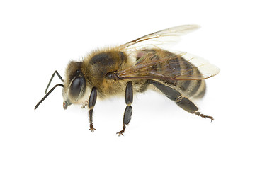 Image showing Honey bee