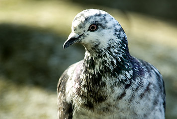 Image showing A bird