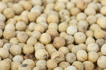 Image showing White pepper background