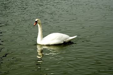 Image showing Swan