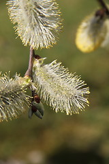 Image showing weeping willow