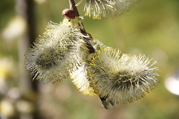 Image showing weeping willow