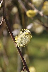 Image showing weeping willow