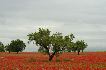 Image showing Poppy field