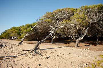 Image showing Windswept pine trees