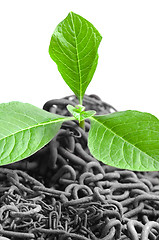 Image showing Green plant growing from abandoned chains