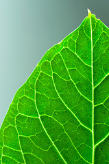 Image showing Vibrant green texture of a leaf