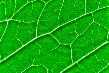 Image showing Vibrant green texture of a leaf