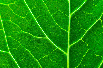 Image showing Vibrant green texture of a leaf