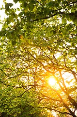 Image showing Rays of the sun striking trough leaves