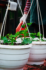 Image showing resh green plants in garden ready to planted