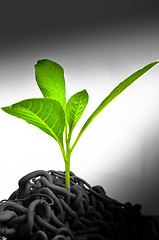 Image showing Green plant growing from abandoned chains