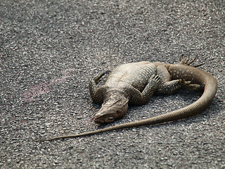 Image showing Dead iguana