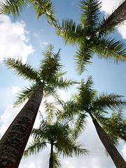 Image showing Coconut trees