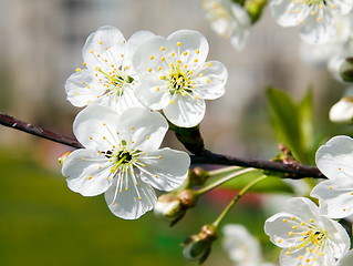 Image showing Blossoming tree