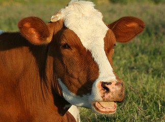 Image showing cow