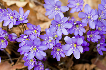 Image showing 	Spring flowers