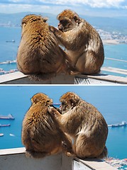 Image showing Barbary monkey grooming another in Gibraltar