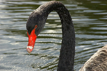 Image showing black swan