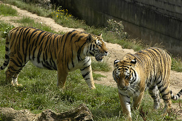 Image showing two tigers