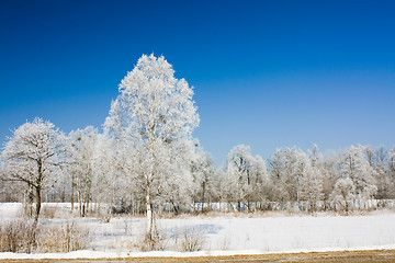 Image showing Some trees  in a winter season