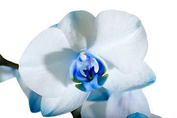 Image showing  orchid 