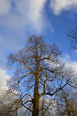 Image showing oak tree in winter