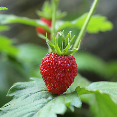 Image showing Strawberries