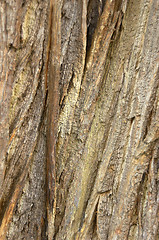 Image showing tree bark