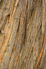 Image showing tree bark