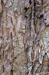 Image showing Tree bark