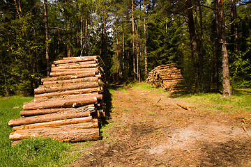 Image showing Timber cutting